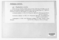 Phyllosticta cruenta image